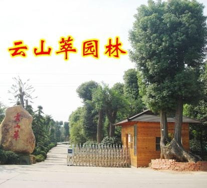 长沙云山萃 园林绿化工程的匠心与诗意