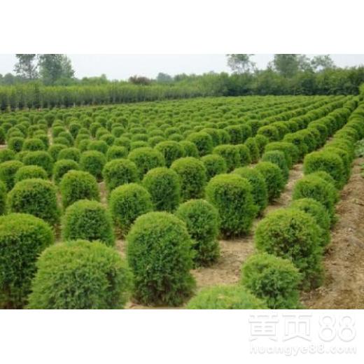 漳州绿化苗木供应 精心培育园林绿化工程的绿色基石