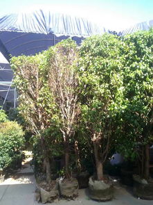 打造绿色城市 从苗圃到园林绿化的全流程服务