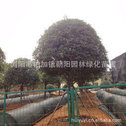 湖南园林绿化批发厂家价格与生产厂家全解析 选择更可靠的理由