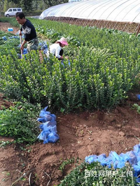 园林绿化中的常见植物选择与应用分析