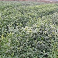 沭阳县久久干花工艺品厂信息尽在农苗网 第18页