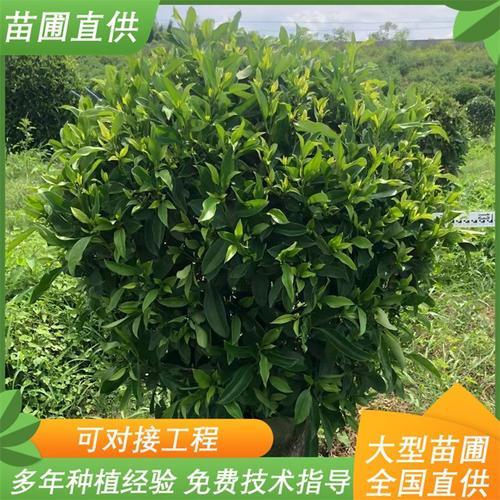 非洲茉莉球 园林景观绿化工程 造型优美 道路常绿灌木